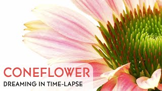 Coneflowers Blooming  Daily Timelapse Clip [upl. by Oirobil]