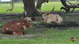 AnkoleWatusi raza bovina Florida [upl. by Otho]