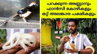 പറക്കുന്ന അണ്ണാനും ഫാൻസി കോഴികളും മറ്റ് അലങ്കാര പക്ഷികളും  Python  Sugar Glider  Conure  Chicken [upl. by Aeirdna]