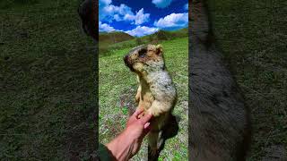 Cute Wild animal bobak marmot or prairie dog eating cookies yummy 127 [upl. by Laeno]