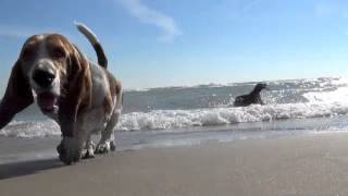 FranklinBasset Hound Day at the Beach [upl. by Walcoff]