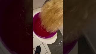 my wig dying process  🩷🫧 pinkhair hairdying wigs [upl. by Spoor]