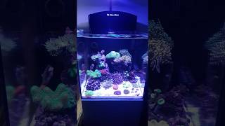 Aquamedic blenny nano tank 3 months old [upl. by Hellah]