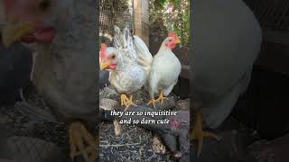 Nosey Chickens serama cute chicken cockerel [upl. by Aticilef408]