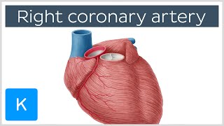 Right Coronary Artery Function  Human Anatomy  Kenhub [upl. by Obrien]