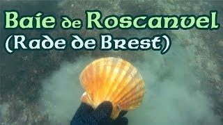 Baie de Roscanvel rade de Brest  Coquilles saint jacques raie bouclée  Snorkeling for Scallops [upl. by Dupuy]