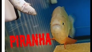 My big piranha feeding on some fish filmed using a Sony xperia xz premium [upl. by Aneelahs60]