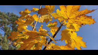 Herbstvideo im Novembernebel [upl. by Lehteb793]