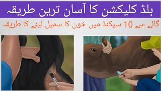 blood collection in cows and buffaloes coccygeal veinmethod of blood collection from tail [upl. by Mano]