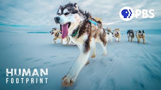 Sled Dogs The Most Extreme Distance Athletes on Earth [upl. by Hobart]