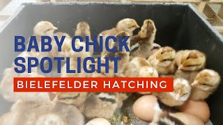 Bielefelder Chicks Cackle Hatchery [upl. by Berkley]