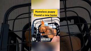 Homeless Puppy Finds Forever Home  Heartwarming Dog Rescue [upl. by Mohandas31]