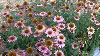 Echinacea Herb [upl. by Anawqahs488]