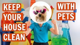 How to Keep Your House Clean with Pets [upl. by Corilla]