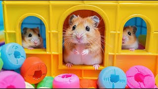 Hamster Maze Expedition 🐹 Journey Escape the Impossible 🐹 Hamster Maze [upl. by Beryle]