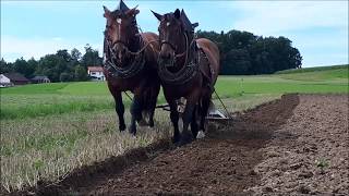 Pferdegespann beim Pflügen  Ein Tag im Juli [upl. by Vasti]