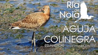 Aguja colinegra islándica Mazarico rabinegro Limosa limosa islandica Ría de Noia [upl. by Setsero]