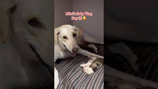 Mini’s Baby Vlog Day1🥰मिनी की एक बेबी की मृत्यु हो गई🥹🌺 minivlog cowvlog dogvlog [upl. by Arihaj366]