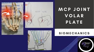 MCP JOINT  VOLAR PLATE HAND COMPLEX BIOMECHANICSPhysiotherapy [upl. by Oigile992]