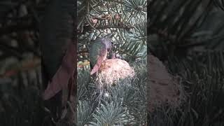 Baby hummingbirds get a meal from mom birds hummingbird broadtailhummingbird [upl. by Fredia]