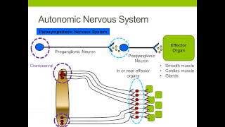 The Autonomic Nervous System [upl. by Aietal]