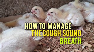 How To Manage The Cough Sounds In Your Poultry [upl. by Corby]