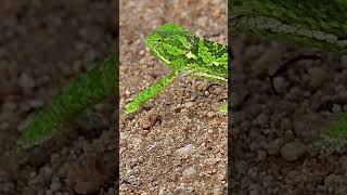 Flap necked chameleon in Kruger National Park [upl. by Yi]