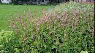 Persicaria amplexicaulis Rosea [upl. by Forelli]