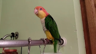 Ollie the Caique Singing in the Shower [upl. by Yusuk]