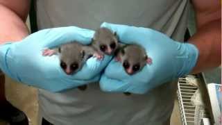 TRIPLETS Fattailed Dwarf Lemur Infants  Duke Lemur Center [upl. by Assirahs]