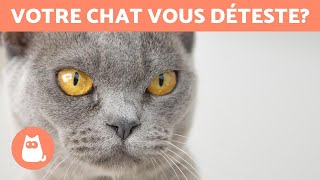 5 signes qui indiquent que votre chat vous déteste 😾 [upl. by Nyrek991]