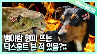 독사🐍만 보면 헌터 본능 대폭발 하는 닥스훈트🐶┃Adorable Sausage Dogs Hunter Instinct When Near Venomous Snakes [upl. by Adohr]