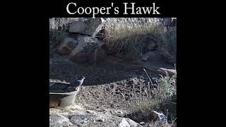 Coopers hawk takes off from tank with slow motion wildlife nature hawk [upl. by Attenaej231]