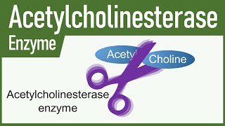 Acetylcholinesterase Enzyme [upl. by Carolan]