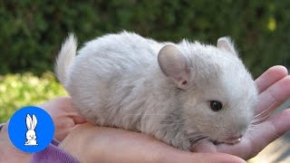 Baby Chinchillas Playing  CUTEST Compilation [upl. by Rosanne787]