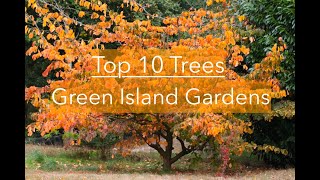 The 10 Best Trees [upl. by Akialam]