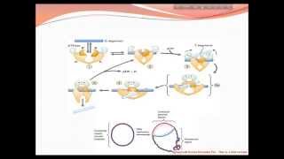 Activity of Topoisomerase Enzyme [upl. by Dorolisa]