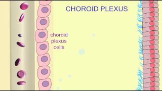 CHOROID PLEXUS [upl. by Airlie]