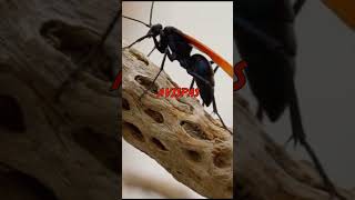 Picadura de Avispa cazatarántula  Tarántula 🆚 Avispa shorts curiosidades [upl. by Curley997]