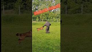 The baptism of a new K9 spicialist Part 1 Belgian Malinois Attack 🐕‍🦺 [upl. by Je]