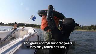 Seagrass restoration in Denmark [upl. by Edieh]