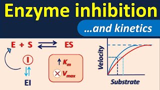 Enzyme inhibition and its kinetics [upl. by Selle]