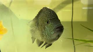 TEXAS CICHLID care guide [upl. by Esorbma]