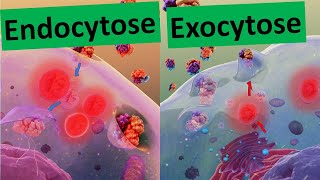 Endocytose Exocytose Membranfluss Stofftransport durch die Biomembran  Biologie Oberstufe [upl. by Desdemona398]