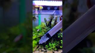 মাছের জন্য ফ্রি খাবার পেয়ে গেলাম 😋 fishaquarium plant bucephalandra aquascape fishtank [upl. by Datnow876]