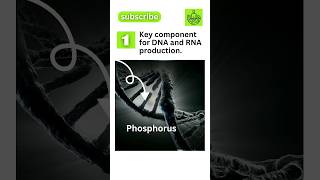 Phosphorus Functions shorts healthtips [upl. by Brand]