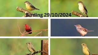 morning birding 29102024 Red MuniaPied Bushchatsilver Bill [upl. by Sualocin446]