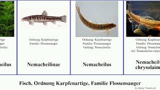 Fisch Ordnung Karpfenartige Familie Flossensauger nemacheilus fish loach brucei leonardi Fuse [upl. by Gretal787]