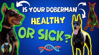 We DNA Test 3 Dobermans—Your Dobies Results Could Be the Same [upl. by Oiramat53]