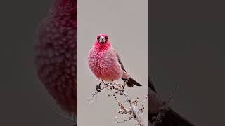 SnowBirdsbirds snow nature youtubeshorts [upl. by Blakely]